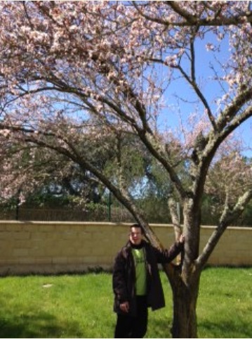 Me gustan los cerezos en flor :D